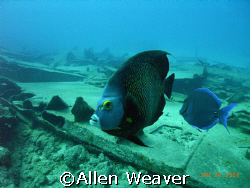 The Ora Verde, Cayman Island by Allen Weaver 